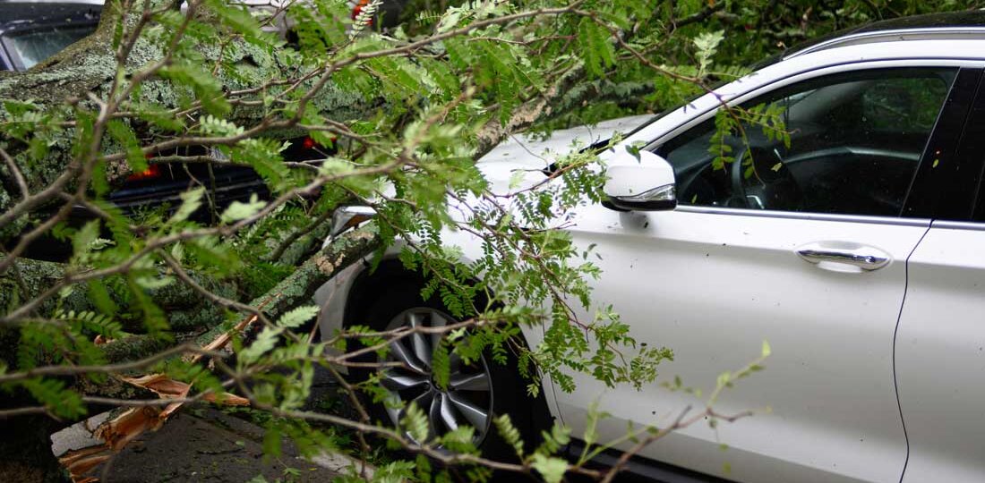 Tree on car hood