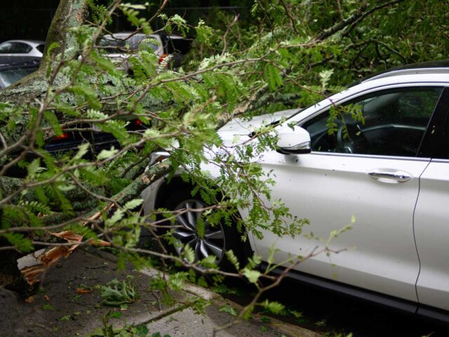 Tree on car hood