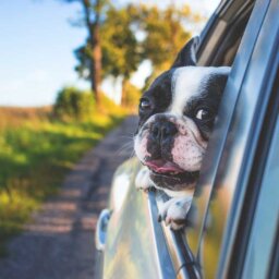 Dog with head out window