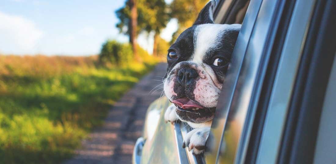 Dog with head out window