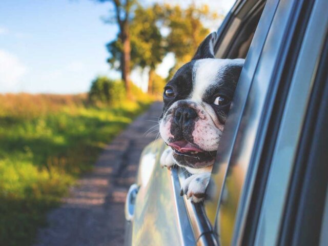 Dog with head out window